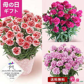 母の日 カーネーション 鉢植え 花 色が選べる プレゼント ギフト 花鉢 「いちごホイップ／ムジカ／ファンシーバイオレット」 5号鉢 ラッピング 人気 赤 白 紫 華やか 大人 庭 玄関 屋外 フラワー ギフト 鉢 鉢花 2024 母の日カード付き イイハナドットコム