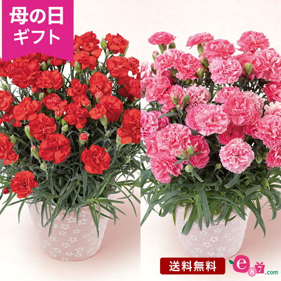 母の日 カーネーション 鉢植え 花 色が選べる プレゼント ギフト 「グランルージュ／クレア」 5号鉢 ラッピング 定番 人気 赤 ピンク かわいい 鮮やか 庭 玄関 屋外 フラワー ギフト 鉢 鉢花...