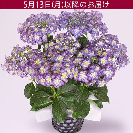 【特別価格】遅れてゴメンね！母の日 あじさい アジサイ 鉢植え 花 プレゼント ギフト 花鉢 「カサノバ」 5号鉢 ラッピング ガーデニング 青 紫 グラデーション ボリューム おしゃれ 色が変わる 庭 玄関 屋外 フラワー ギフト 鉢 鉢花 2024 母の日カード付き 紫陽花