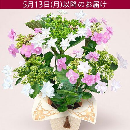 【特別価格】遅れてゴメンね！母の日 あじさい アジサイ 寄せ植え 鉢植え 花 プレゼント ギフト 花鉢 「隅田の花火＆小町」 5号鉢 ラッピング ガーデニング ガクアジサイ 和風 ボリューム感 かわいい おしゃれ 庭 玄関 屋外 フラワー 鉢花 2024 母の日カード付き 紫陽花