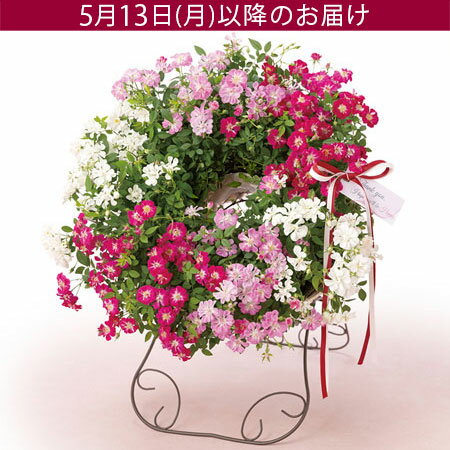 【特別価格】遅れてゴメンね！母の日 バラ 鉢植え 寄せ植え 花 リース プレゼント ギフト 花鉢 「Welcome Rose」 ミニバラ レンゲローズ 3色 スタンド付き ガーデニング 赤 白 ピンク 華やか かわいい 玄関 フラワー ギフト 鉢 鉢花 2024 母の日カード付き