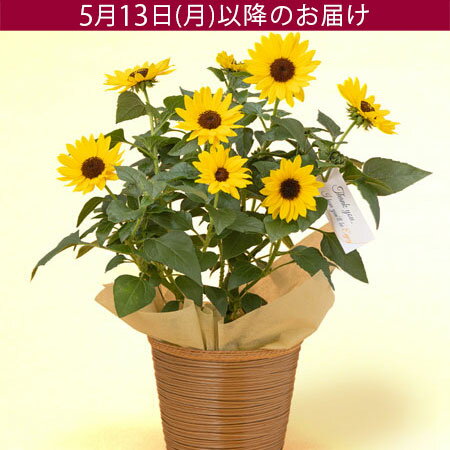 【特別価格】遅れてゴメンね！母の日 ひまわり 鉢植え 花 ヒマワリ プレゼント ギフト 花鉢 「1000輪咲きヒマワリ ソルシーカー」 5号鉢 ラッピング ガーデニング 黄色 コンパクト 元気 かわいい 夏 秋 長く楽しめる 庭 玄関 屋外 フラワー 鉢花 2024 母の日カード付き