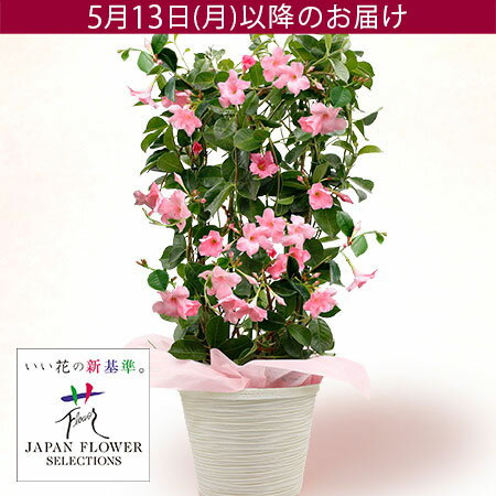 【特別価格】遅れてゴメンね！母の日 プレゼント 鉢植え 花 ギフト 花鉢 「サンパラソル パステルピンク」 クライミングサンパラソル 6号鉢 ガーデニング サクラ色 パステルピンク マンデビラ 長く楽しめる 庭 玄関 屋外 フラワー ギフト 鉢 鉢花 2024 母の日カード付き