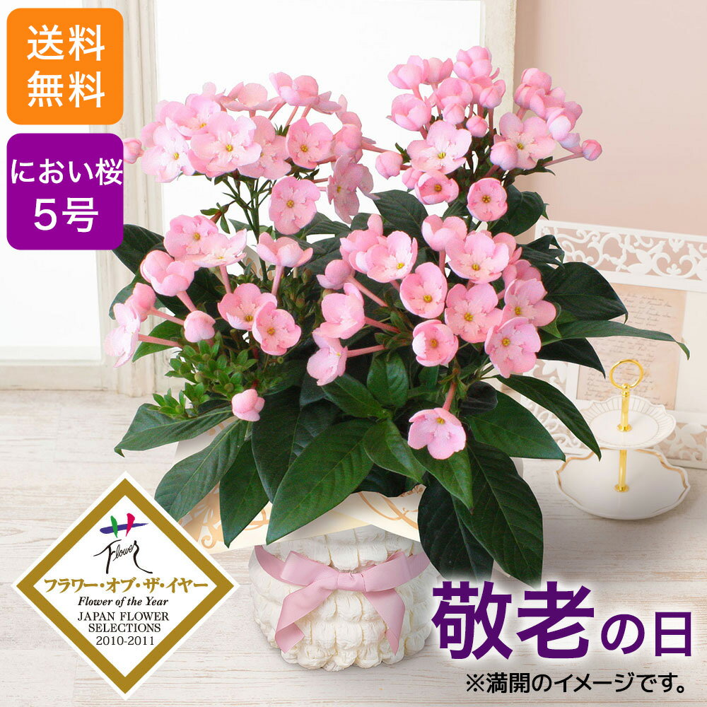 【まだ間に合う】敬老の日 鉢植え 花 ギフト 花鉢 「天然アロマの贈り物 におい桜 ココ」 桜 プレゼント 鉢花 5号鉢 香り 人気 おすすめ おしゃれ 可愛い フラワーギフト おじいちゃん おばあちゃん 花を贈る 送料無料 フラワー 敬老の日ギフト 敬老の日プレゼント さくらのサムネイル