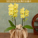【遅れてゴメンね敬老の日特別価格】 鉢植え 「長寿を祝う胡蝶蘭〜山吹〜」 ギフト プレゼント 花プレゼント おすすめ 人気 おしゃれ ギフト おじいちゃん おば...