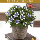 リンドウ 鉢植え 【遅れてゴメンね敬老の日特別価格】 鉢植え「りんどう 白寿 」 5号 ラッピングシート 折り鶴 ギフト プレゼント 白寿 長寿祝い 青 白 庭...