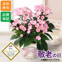 敬老の日 鉢植え 花 ギフト 花鉢 「天然アロマの贈り物 におい桜 ココ」 プレゼント 鉢花 5号鉢 香り 人気 おすすめ おしゃれ 可愛い フラワーギフト おじいちゃん おばあちゃん 花を贈る 送料無料 フラワー