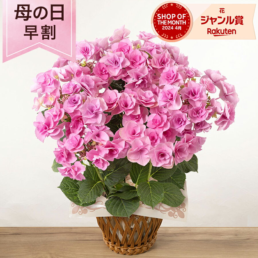 【長く楽しめるおすすめ花ギフト】紫陽花 アジサイ スイート・フェアリー