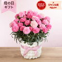 母の日 カーネーション 鉢植え 花 「色変わりカーネーションホットハート」 5号 ラッピング ギフト プレゼント ピンク 色が変わる グラデーション花持ち かわ...