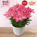 母の日 ユリ 鉢植え 花 「スカシユリ」 5号 ラッピング ギフト プレゼント ピンク 鮮やか 華やか 豪華 ボリューム感 人気 かわいい 初心者 庭 玄関 屋...