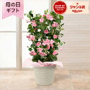母の日 サンパラソル 鉢植え 花 「サンパラソルパステルピンク」 6号 ラッピング ギフト プレゼント サクラ色 パステルピンク マンデビラ 改良品種 春 夏 ...