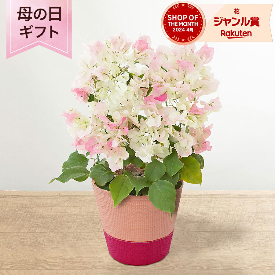 楽天市場】鉢花(種類(植物)ブーゲンビリア)(花・観葉植物 楽天市場】鉢花(種類(植物)ブーゲンビリア)(花・観葉植物