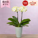 母の日 胡蝶蘭 鉢植え 花 「テーブル胡蝶蘭ティンカーベル」 ギフト プレゼント イエロー 黄色 珍しい グラデーション 庭 玄関 屋外 フラワー 鉢 鉢花 花...