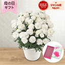 母の日 カーネーション お供え 鉢植え 花 「お母さんを偲ぶ白いカーネーション」お線香付き 5号 母の日参り お悔やみ 供花 お供え花 仏花 喪中見舞い 仏壇 ...