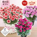 母の日 カーネーション 鉢植え 花 「カーネーション いちごホイップ/ファンシーバイオレット/ムジカ」 5号 ラッピング ギフト プレゼント 人気 赤 白 複色...