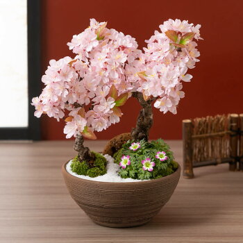 盆栽「春の訪れ和み桜」