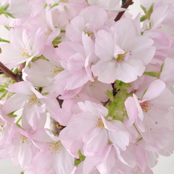 盆栽「春の訪れ和み桜」