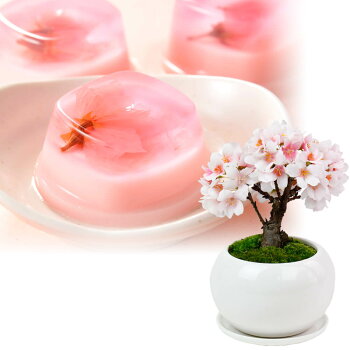 盆栽セット「つるや製菓都留屋桜プリン」
