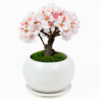 盆栽セット「つるや製菓都留屋桜プリン」