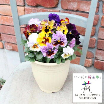 寄せ植え「ムーランフリル〜表情豊かなパンジー〜」