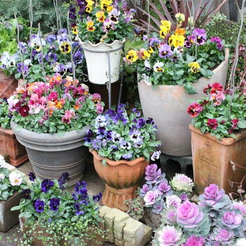 寄せ植え「ムーランフリル〜表情豊かなパンジー〜」