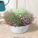 寄せ鉢 鉢植え 寄せ植え風 花 ギフト プレゼント 「かすみ草 星のソナタ」 3色ミックス 七夕 ガーデニング 誕生日 記念日 贈り物 お祝い お礼 かわいい 産地直送 赤 ピンク 白 庭 玄関 屋外 フラワー 鉢 鉢花 花鉢 春 初夏 5月 6月 季節 旬