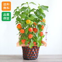 ほおずき 鉢植え 初夏の花 鉢植え「ほおずき」 5号 ガーデニング ギフト プレゼント 誕生日 記念日 お祝い 感謝 お礼 ほうずき 朱色 オレンジ 夏 庭 玄...