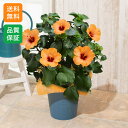 鉢植え 花 プレゼント 夏 ギフト 花鉢 「ハイビスカス プチオレンジ」 夏 5号鉢 ギフト プレゼント 誕生日 記念日 お祝い 感謝 お礼 ラッピング オレン...