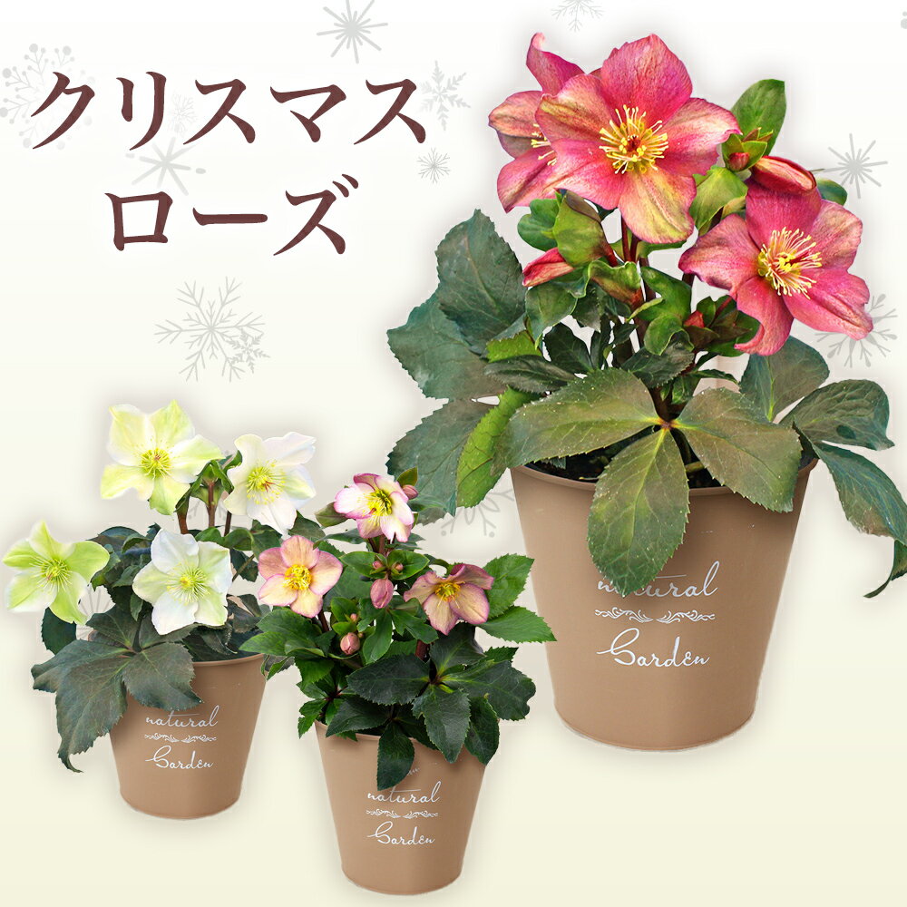 寄せ植え花ローズバラ冬の花ギフトプ...