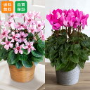 鉢植え 花 「シクラメン イリュージア/クレヨン」 秋の花 ギフト プレゼント 4号 誕生日 記念日 お祝い 感謝 お礼 かわいい 香り 玄関 窓辺 庭 屋外 ...
