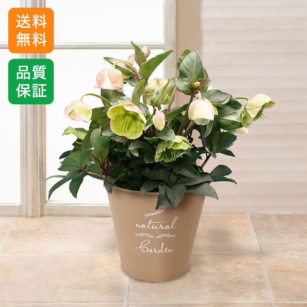 寄せ植え花ローズバラ冬の花ギフトプ...