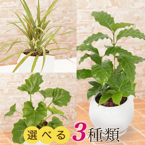 セローム 【観葉植物】選べる3種類 セローム/コーヒーの木/ドラセナ・コンシンネ インテリア グリーン 観葉 鉢植え フラワー ギフト 花 プレゼント お祝い 記念 贈り物 サプライズ 誕生日 結婚記念 開店祝い 新築祝い おしゃれ 鉢 送別会 室内 屋外