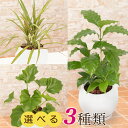 コーヒーの木 【観葉植物】選べる3種類 セローム/コーヒーの木/ドラセナ・コンシンネ インテリア グリーン 観葉 鉢植え フラワー ギフト 花 プレゼント お祝い 記念 贈り物 サプライズ 誕生日 結婚記念 開店祝い 新築祝い おしゃれ 鉢 送別会 室内 屋外