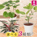 【観葉植物】選べる3種類 フィカス・ウンベラータ/カラテア・トリオスター/フィカス・アルテシマ 6号 インテリア グリーン 観葉 鉢植え フラワー ギフト 花 プレゼント お祝い 記念 贈り物 サプライズ 誕生日 結婚記念 開店祝い 新築祝い おしゃれ 鉢 送別会 室内 屋外