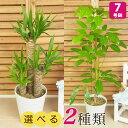 【観葉植物】選べる2種類 ユッカ/シェフレラ・アルパイン 7号 インテリア グリーン 観葉 鉢植え フラワー ギフト 花 プレゼント お祝い 記念 贈り物 サプライズ 誕生日 結婚記念 開店祝い 新築祝い おしゃれ 鉢 送別会 室内 屋外