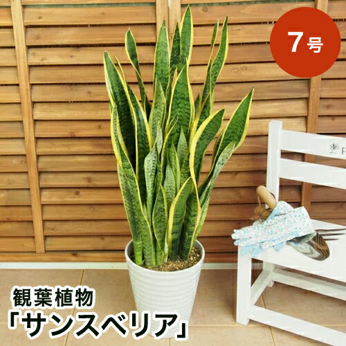 【観葉植物】「サンスベリア」7号 観葉植物 インテリア グリーン 観葉 鉢植え フラワー ギフト 花 プレゼント お祝い 記念 贈り物 サプライズ 誕生日 結婚記念 開店祝い 新築祝い おしゃれ 鉢 送別会 室内 屋外