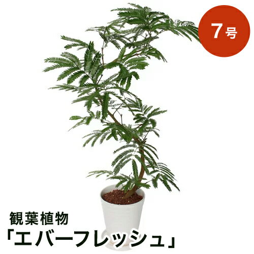 【観葉植物】「エバーフレッシュ」7号 観葉植物 インテリア グリーン 観葉 鉢植え フラワー ギフト 花 プレゼント お祝い 記念 贈り物 サプライズ 誕生日 結婚記念 開店祝い 新築祝い おしゃれ 鉢 送別会 室内 屋外