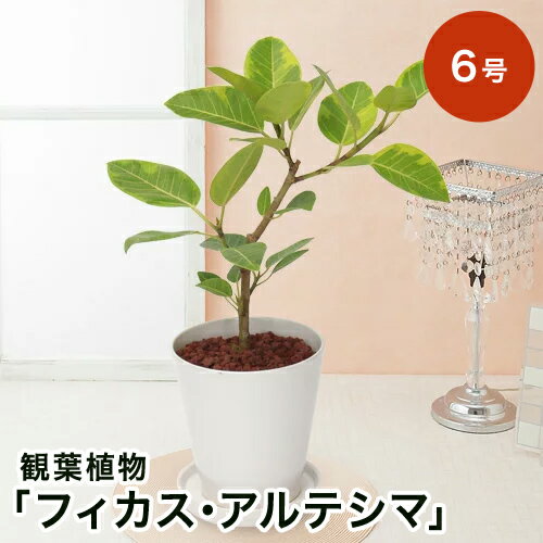 楽天市場 観葉植物 フィカス アルテシマ 6号 観葉植物 インテリア グリーン 観葉 鉢植え フラワー ギフト 花 プレゼント お祝い 記念 贈り物 サプライズ 誕生日 結婚記念 開店祝い 新築祝い おしゃれ 鉢 送別会 室内 屋外 キフト イイハナ ドットコム