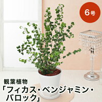 【観葉植物】「フィカス・ベンジャミン・バロック」6号 観葉 インテリア グリーン 鉢植え 誕生日プレゼント 結婚記念日 誕生日 ギフト 送別会 結婚 お祝い 新築祝い おしゃれ 鉢 室内 屋外