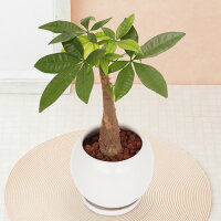 【観葉植物】「パキラ」 観葉植物 インテリア グリーン 観葉 鉢植え フラワー ギフト 花 プレゼント お祝い 記念 贈り物 サプライズ 誕生日 結婚記念 開店祝い 新築祝い おしゃれ 鉢 送別会 室内 屋外