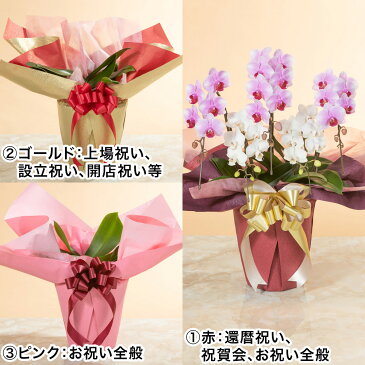 【胡蝶蘭】 鉢植え「ミディー胡蝶蘭5本立ち(ミックス)」 花 ギフト 誕生日 結婚記念 プレゼント お祝い 花鉢 記念 鉢花 フラワーギフト 贈り物 開業 就任 昇進 栄転 設立 新築 開店祝い 送別会 定年 退職