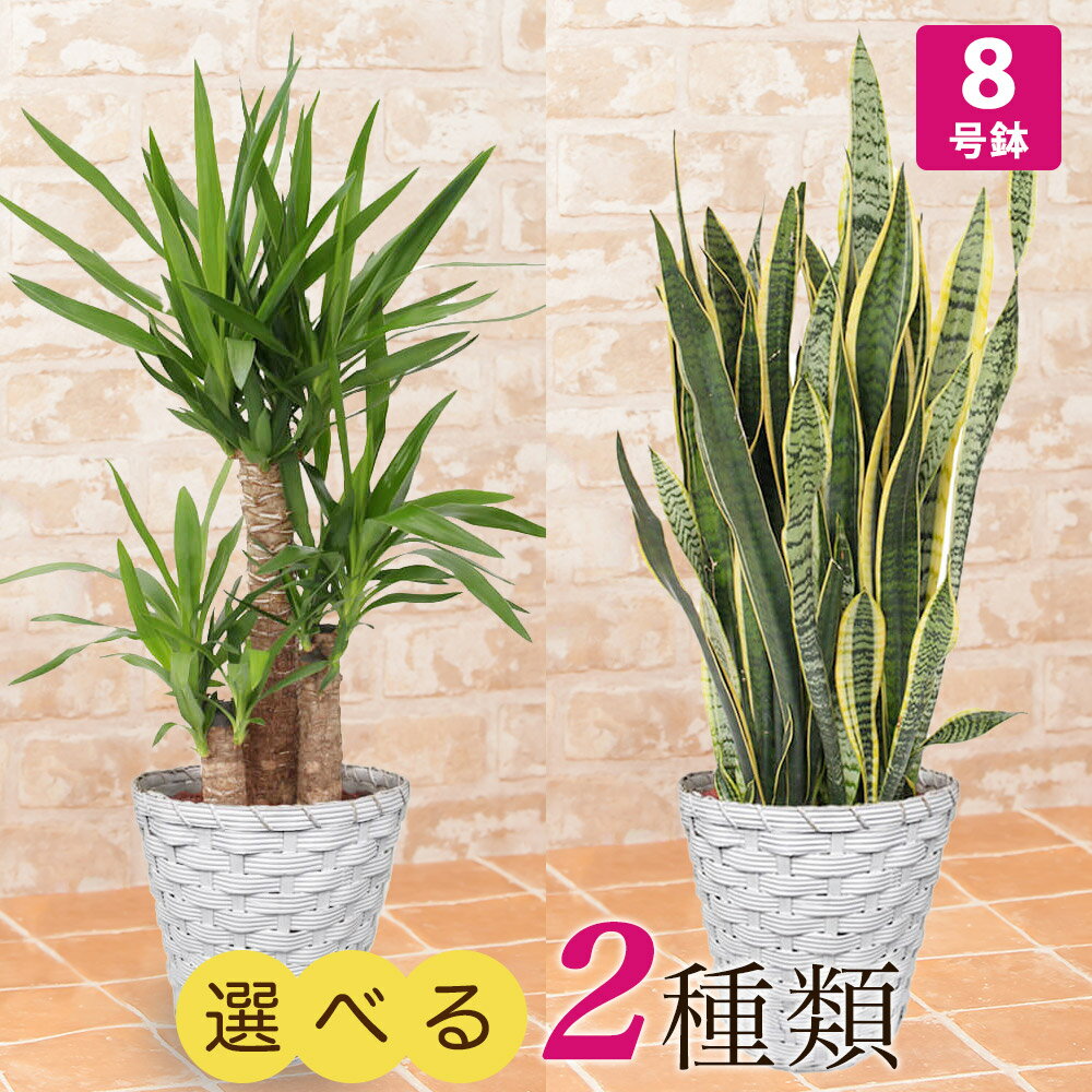 【観葉植物】選べる2種類 ユッカ/サンスベリア 8号 インテリア グリーン 観葉 鉢植え フラワー ギフト 花 プレゼント お祝い 記念 贈り物 サプライズ 誕生日 結婚記念 開店祝い 新築祝い おしゃれ 鉢 送別会 室内 屋外