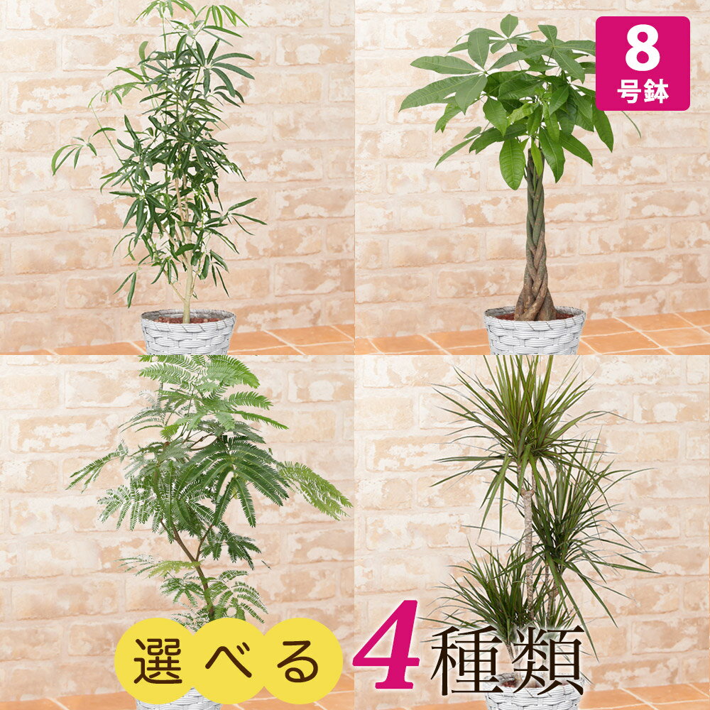 エバーフレッシュ 【観葉植物】選べる4種類 シェフレラ/パキラ/エバーフレッシュ/ドラセナ・コンシンネ 8号 インテリア グリーン 観葉 鉢植え フラワー ギフト 花 プレゼント お祝い 記念 贈り物 サプライズ 誕生日 結婚記念 開店祝い 新築祝い おしゃれ 鉢 送別会 室内 屋外