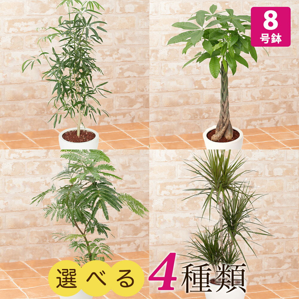 【観葉植物】選べる4種類 シェフレラ/パキラ/エバーフレッシュ/ドラセナ・コンシンネ 8号 インテリア グリーン 観葉 鉢植え フラワー ギフト 花 プレゼント お祝い 記念 贈り物 サプライズ 誕生日 結婚記念 開店祝い 新築祝い おしゃれ 鉢 送別会 室内 屋外