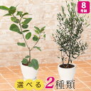 【観葉植物】選べる2種類 フィカス・アルテシマ/オリーブ 8号 インテリア グリーン 観葉 鉢植え フラワー ギフト 花 プレゼント お祝い 記念 贈り物 サプライズ 誕生日 結婚記念 開店祝い 新築祝い おしゃれ 鉢 送別会 室内 屋外