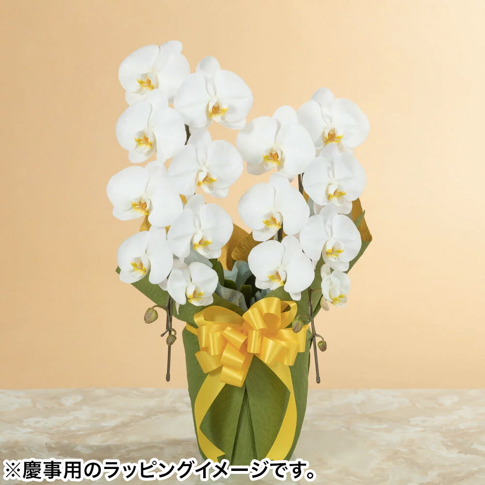 イイハナドットコム 花の鉢植え 【胡蝶蘭】 鉢植え「大輪胡蝶蘭2本立ち（白）」 誕生日 結婚記念 プレゼント お祝い 花鉢 記念 鉢花 フラワーギフト 贈り物 開業 就任 昇進 栄転 設立 開店 定年 彼岸 お供え お悔やみ 法要 供花 葬儀 供養花 法事 お供え花 仏花