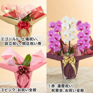 【胡蝶蘭】 鉢植え「大輪胡蝶蘭3本立ち(紅白)〜スタンダードクラス〜」 花 ギフト 誕生日 結婚記念 プレゼント お祝い 花鉢 記念 鉢花 フラワーギフト 贈り物 開業 就任 昇進 栄転 設立 新築 開店祝い 送別会 定年 退職