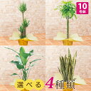 【観葉植物】選べる4種類 ユッカ/パキラ/オーガスタ/サンスベリア 10号 インテリア グリーン 観葉 鉢植え フラワー ギフト 花 プレゼント お祝い 記念 贈り物 サプライズ 誕生日 結婚記念 開店祝い 新築祝い おしゃれ 鉢 送別会 室内 屋外