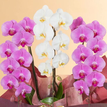 【胡蝶蘭】 鉢植え「大輪胡蝶蘭3本立ち(紅白)〜スタンダードクラス〜」 花 ギフト 誕生日 結婚記念 プレゼント お祝い 花鉢 記念 鉢花 フラワーギフト 贈り物 開業 就任 昇進 栄転 設立 新築 開店祝い 送別会 定年 退職