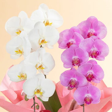 【胡蝶蘭】 鉢植え「大輪胡蝶蘭2本立ち(ミックス)」 花 ギフト 誕生日 結婚記念 プレゼント お祝い 花鉢 記念 鉢花 フラワーギフト 贈り物 開業 就任 昇進 栄転 設立 新築 開店祝い 送別会 定年 退職